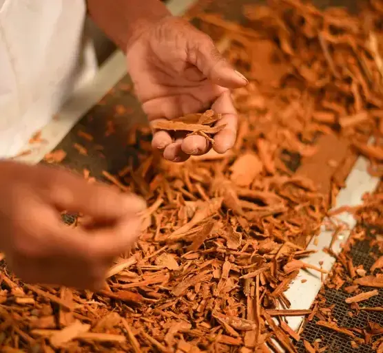 True Ceylon cinnamon 8