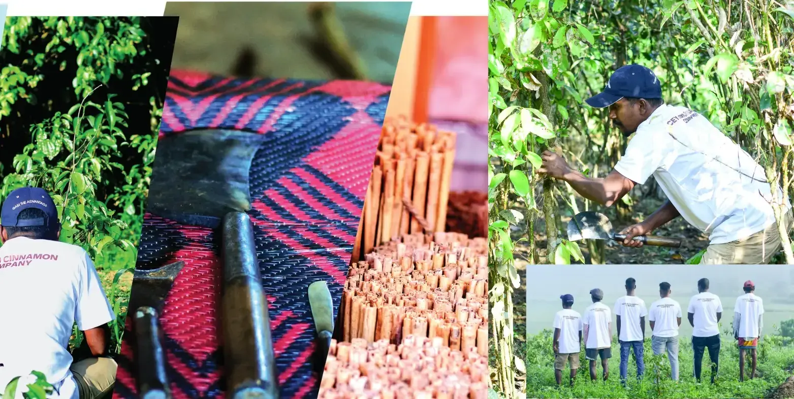 Ceylon Cinnamon Company harvest and cinnamon production collage